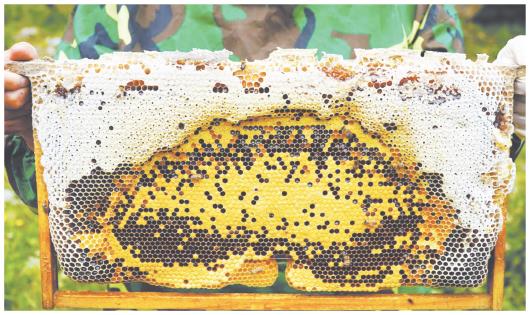 卓尼：生态养蜂酿造“甜蜜”生活